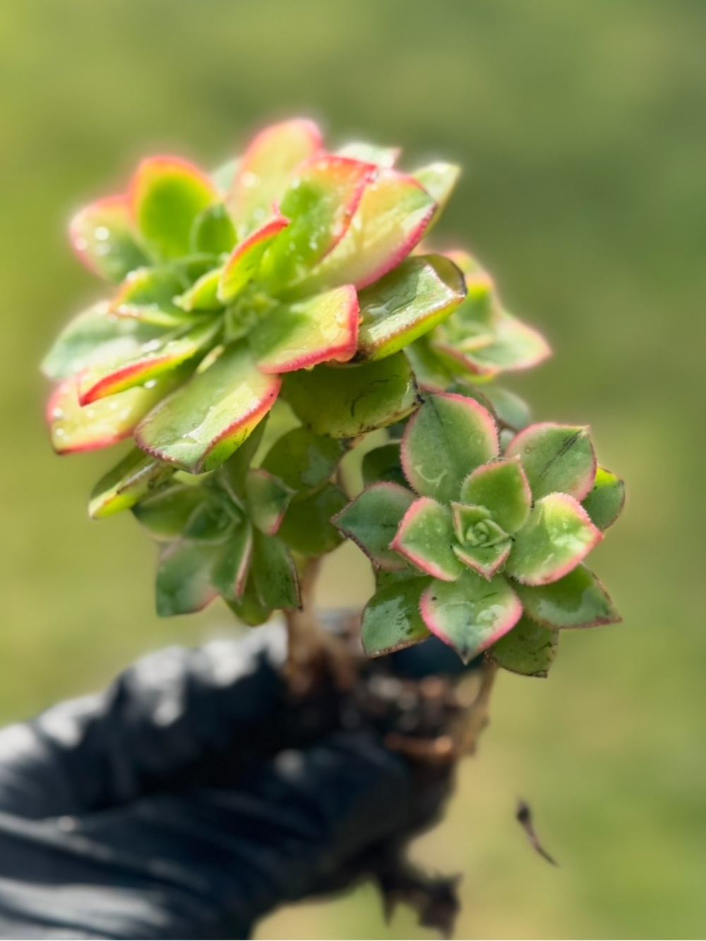Aeonium "Kiwi"  Succulent Plant - Picture 11 of 17